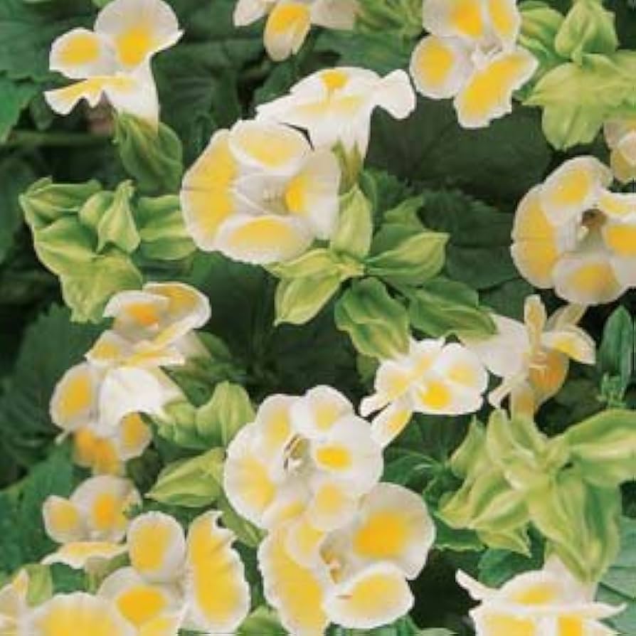 Torenia Torenia Fournieri Lemon Drop Flower Seeds for Planting – Suitable for Shaded Borders and Hanging Containers
