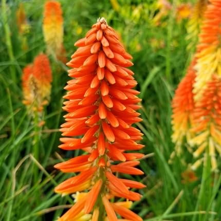 Kniphofia Flower - Heirloom, Non - Gmo Seeds