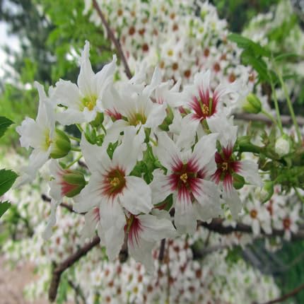 White Horn Flower - Heirloom, Non - Gmo Seeds