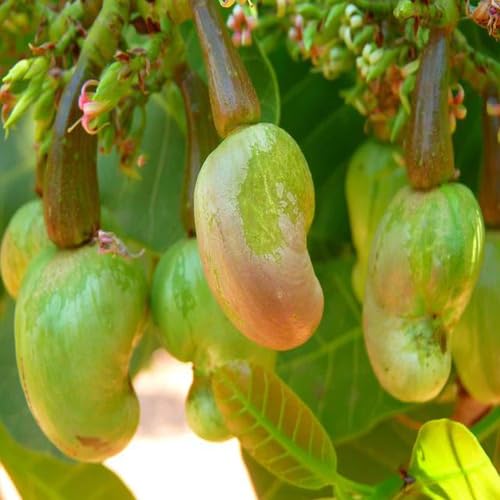 Cashew Tree Green - Heirloom, Non - Gmo Seeds