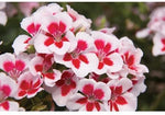 Red & White Geranium Flower Seeds for Planting – Heirloom, Non-GMO for planting in your garden.