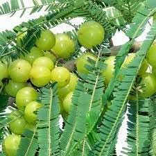 New Fresh Amla Fruit Seeds - Cultivate Ayurvedic Superfruit for Health & Wellness