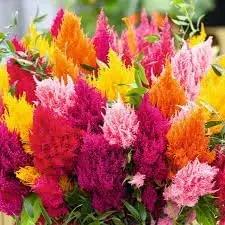 Pampas Flower Seeds for Planting - NON GMO Seeds Dhara Seeds