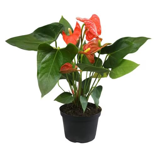 Red Anthurium Flower - Heirloom, Non - Gmo Seeds