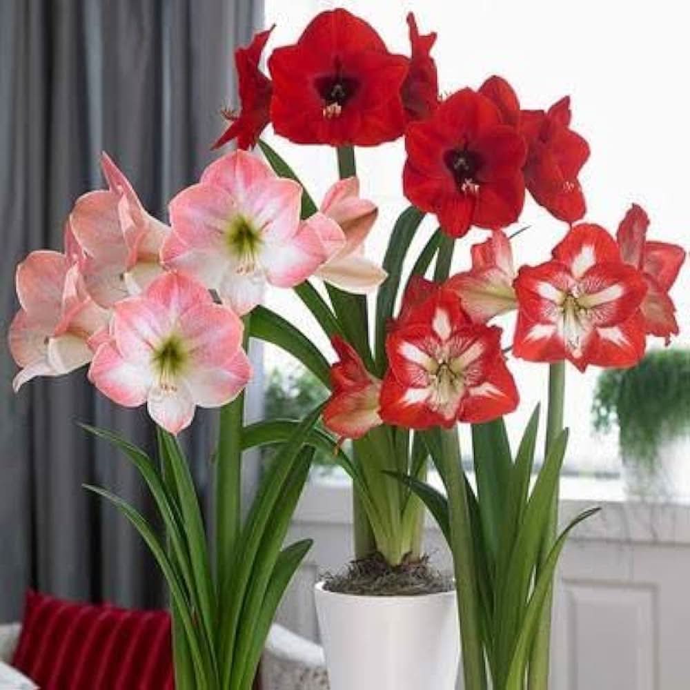 Amaryllis Hippeastrum  flower seeds for planting in indoor pots and vertical gardens