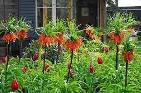 Organic Imperialis Flower Seeds for Planting – Heirloom, Non-GMO for planting in your garden.