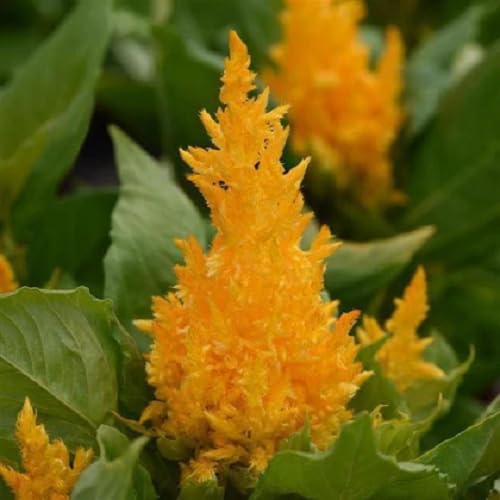 Yellow Celosia Flower - Heirloom, Non - Gmo Seeds