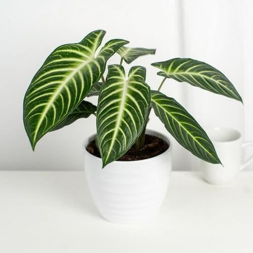 Green Caladium - Heirloom, Non - Gmo Seeds