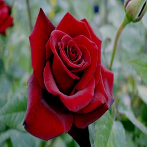 Giant Rose Flower Red - Heirloom, Non - Gmo Seeds