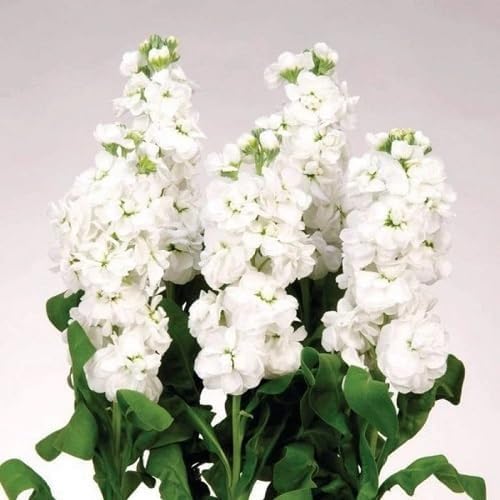 White Matthiola Incana Flower - Heirloom, Non - Gmo Seeds