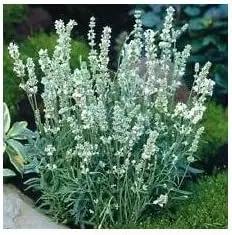 White Lavender Ellagance Plant Seeds for Planting - NON GMO Seeds Dhara Seeds