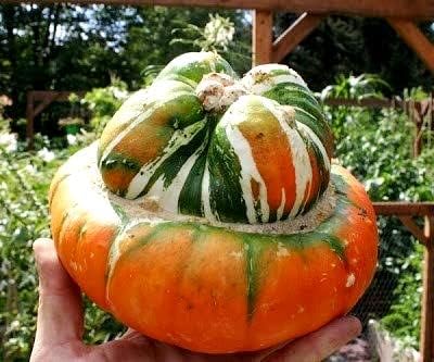 Squash Cucurbita maxima Turk’s Turban vegetable seeds for planting in home garden or backyard beds