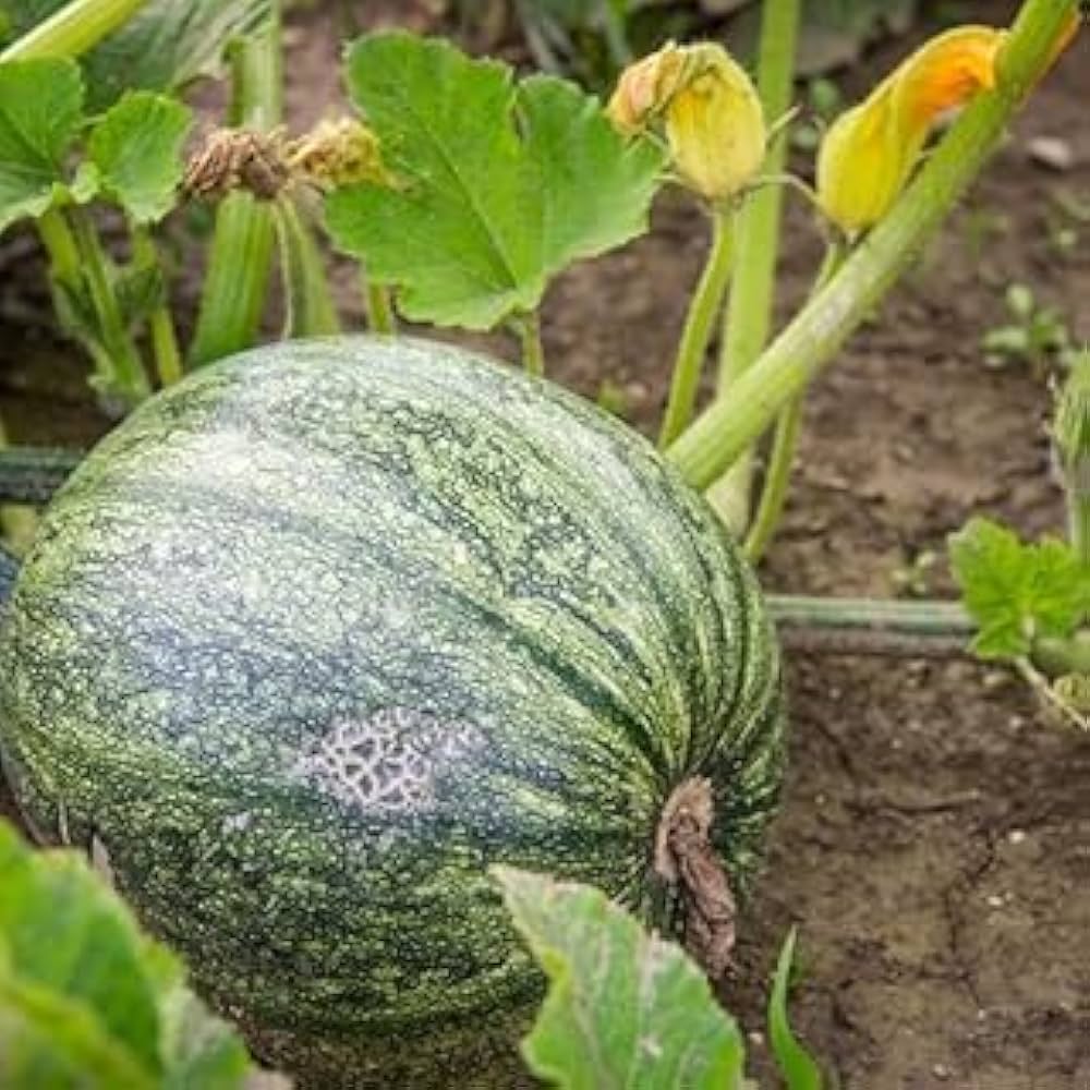 Pumpkin Hybrid – Heirloom, Non-GMO, High Germination Organic Garden Seeds