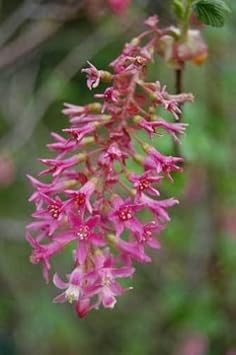 Pink Ribes Sanguineum Flower Seeds for Planting - 100