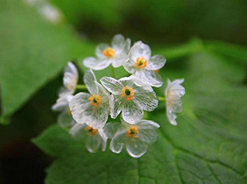 Transparent Rain-Activated Delicate Flower Seeds