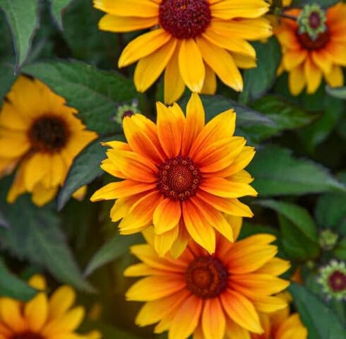 Yellow Red Heliopsis Flower