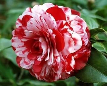 Red White Camellia Flower Seeds – Non-GMO, for Garden and Decorative Planting for planting in your garden.