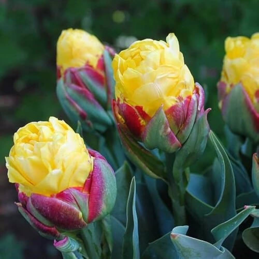 Tulip Ice Cream Like Flower Bulbs for Planting in Perennial Garden