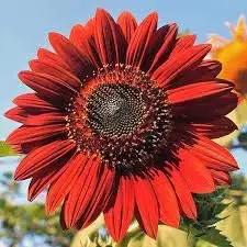 Red Mini Sunflower Seeds for Planting – Dwarf Variety, Ideal for Pots & Borders, Non-GMO Dhara Seeds