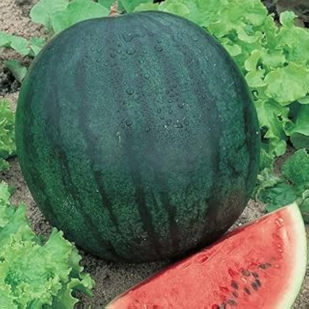 Sugar Baby watermelon – compact fruit seed