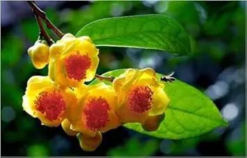 Camellia Flower Seeds for Garden Planting - NOM GMO Seeds Dhara Seeds