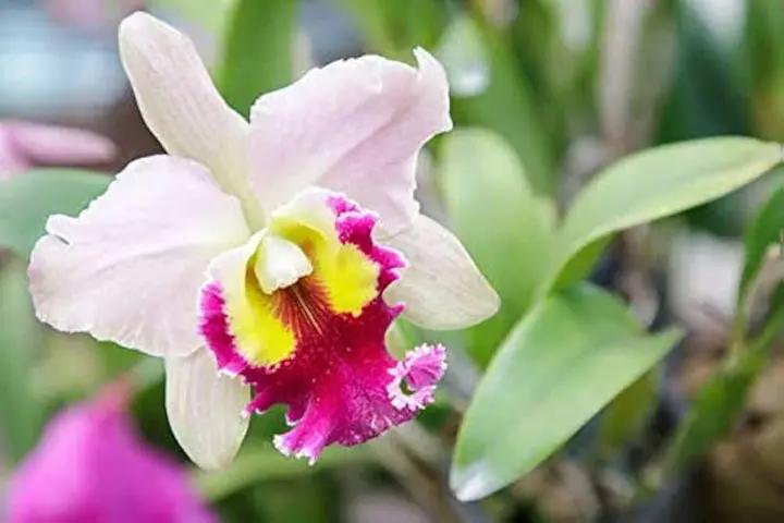 White Pink Cattleya Hybrida Flower Seeds for Planting - NON GMO Seeds Dhara Seeds