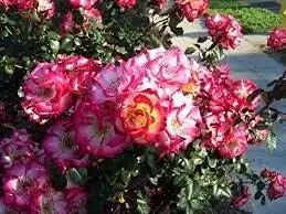 Betty Boop Rose Flower Seeds for Planting - Heirloom, Non-GMO Garden Seeds for Your Garden Dhara Seeds