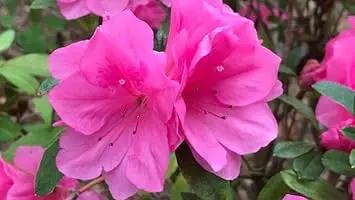 Pink Azaleas Flower Seeds for Garden - NON GMO Seeds for planting in home garden