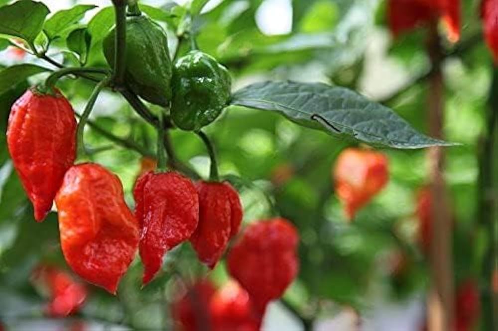 Pepper Capsicum chinense Trinidad Moruga Scorpion vegetable seeds for planting in home garden or greenhouse pots