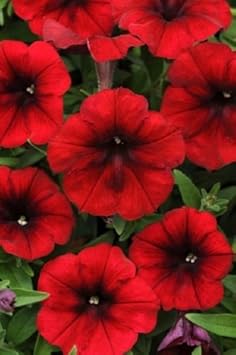 Red Velour Flower Seeds for Planting - 100