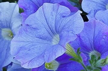 Petunia Flower Sky Blue Heirloom Non Gmo Image