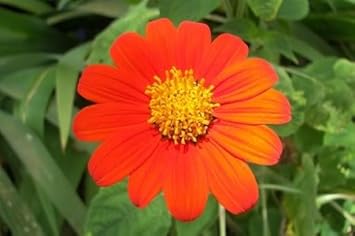 Red Tithonia Rotundifolia Flower Seeds for Planting - 100