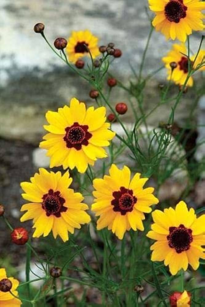 Coreopsis Rosea Coreopsis Rosea Seeds for Planting