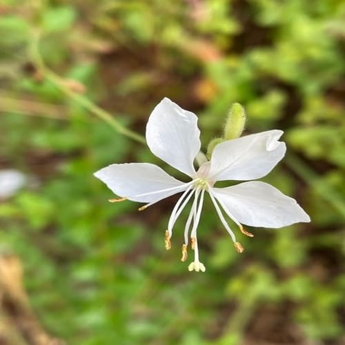 White Gaura Flower