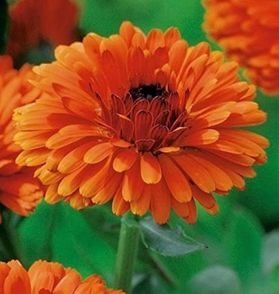 Calendula Officinalis Flower Seeds