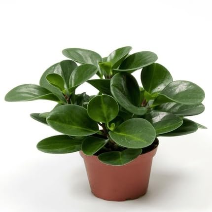 Peperomia - Heirloom, Non - Gmo Seeds