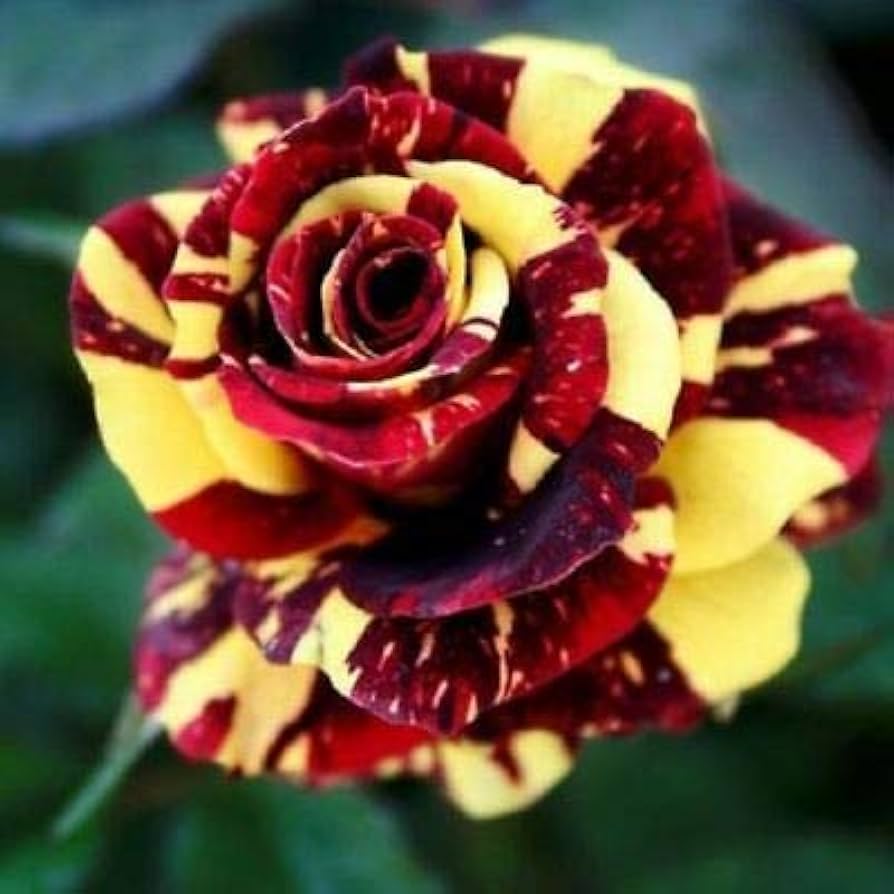 Dark Red and Mixed Rare Yellow Rose Seeds ( , Beautiful Garden Flowers)