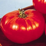 Early Wonder Organic Beef Tomato for organic vegetable planting