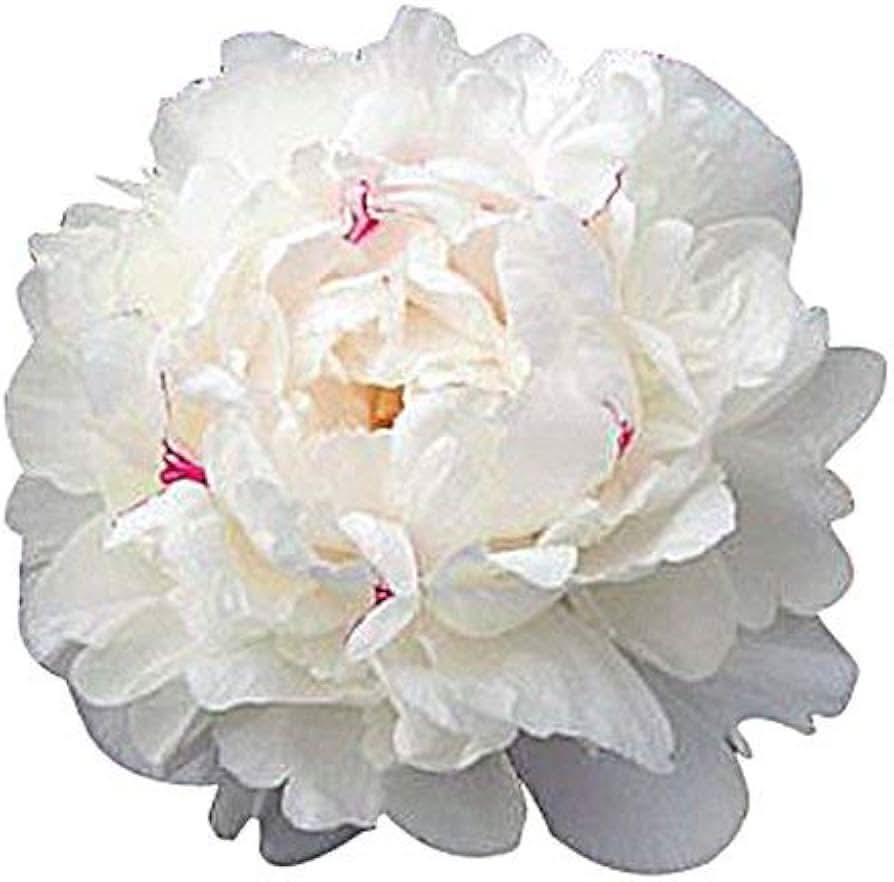 Festiva Maxima Peony Paeonia lactiflora flower seeds for home garden and ornamental borders
