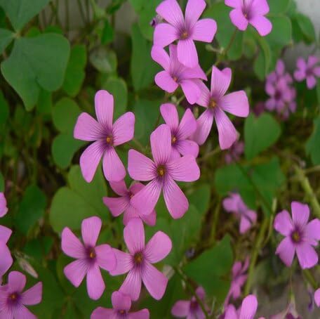 Pink Oxalis Flower - Heirloom, Non - Gmo Seeds