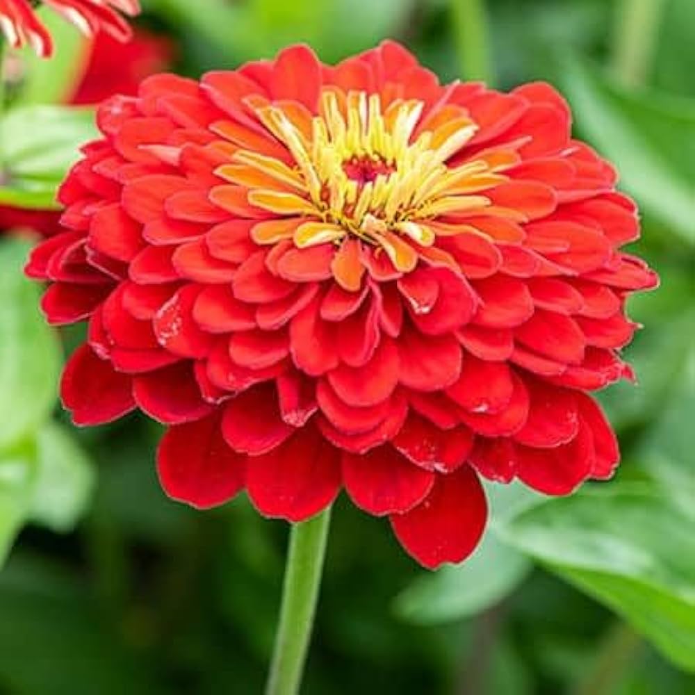 Red Zinnia Seeds Zinnia elegans for Planting in Flower Garden and Pollinator Patch