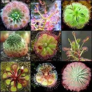 Heirloom Non-GMO Mixed Sundew Plant Seeds for Garden Growing – Carnivorous Insect-Trapping Variety Dhara Seeds