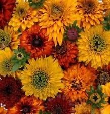 Mixed Rudbeckia Flower Seeds for Planting, 100 pcs