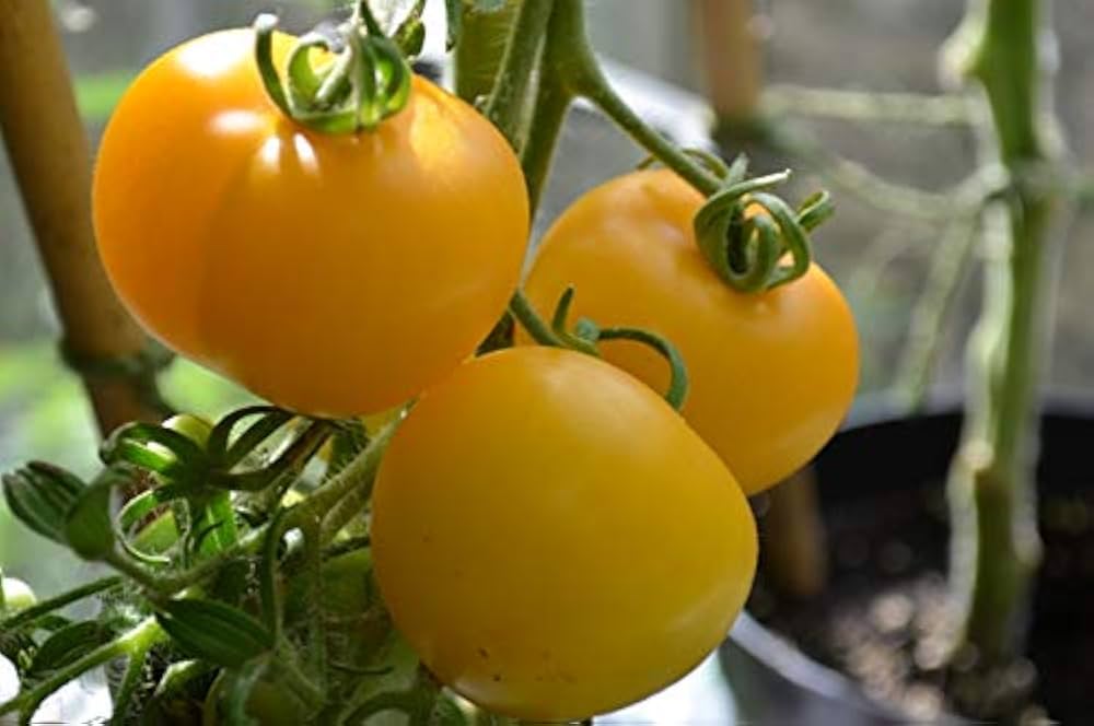 Tomato Seeds (Yellow) – Fresh Organic Vegetable Seeds for Planting Yellow Tomatoes