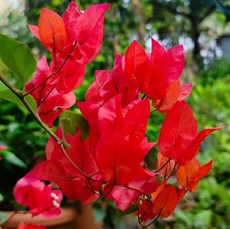Red Climbing Bougainvillea Flower - Heirloom, Non - Gmo Seeds