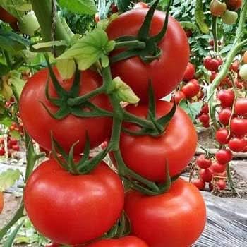 Giant Monster Tomato Seeds for Planting Red - heirloom & Non GMO Seeds