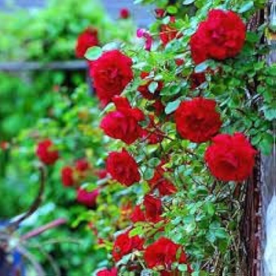 Climbing Rose Seeds Mix for Planting Colors Garden Trellis
