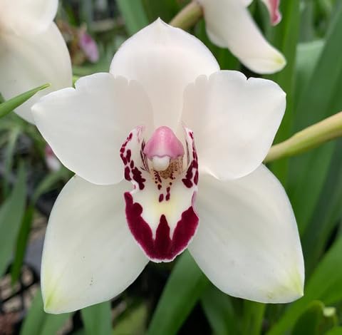 White Cymbidium Flower - Heirloom, Non - Gmo Seeds