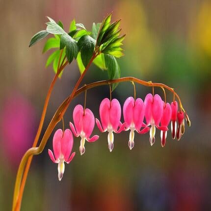 Flowers Pink Dicentra Spectabilis - Heirloom, Non - Gmo Seeds