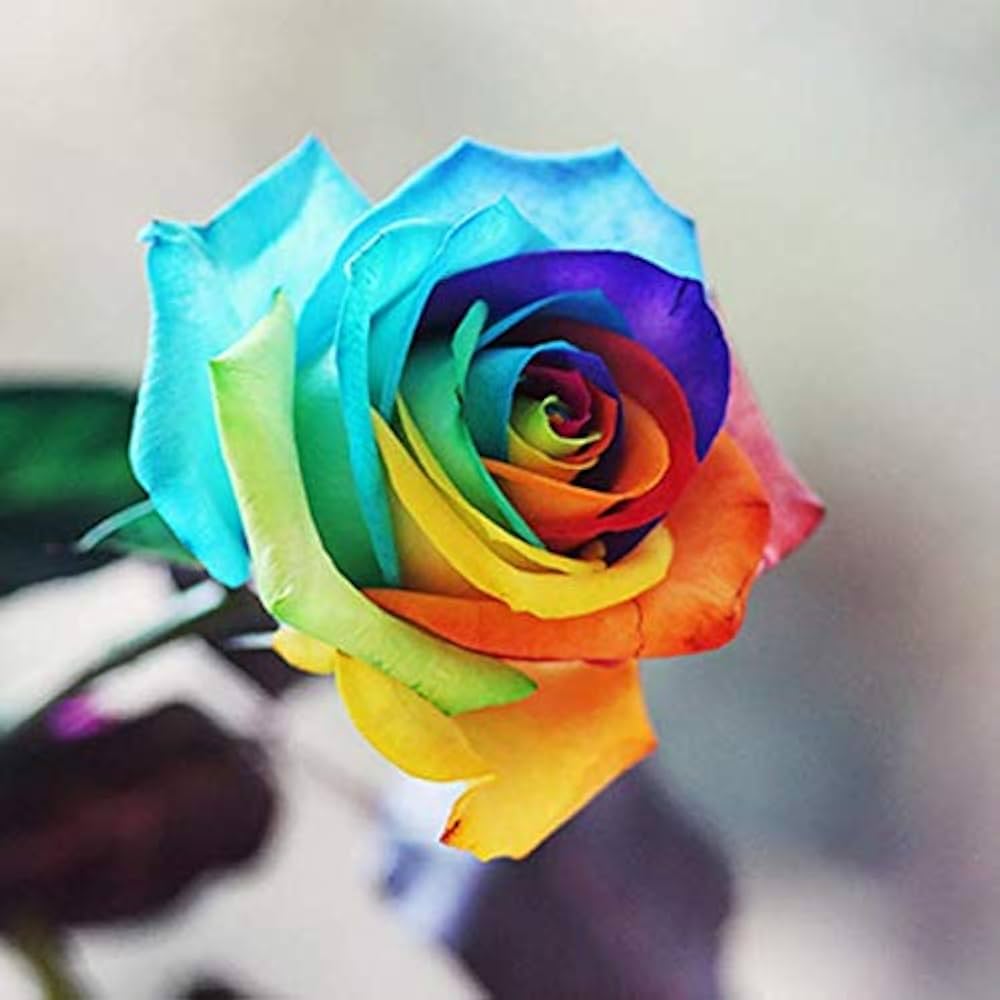 Rose Rosa Hybrida Rare Holland Rainbow Flower Seeds for Planting